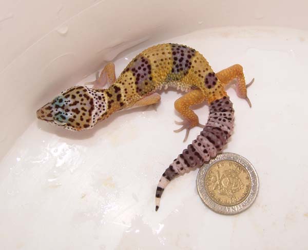 Más Geckos!!!